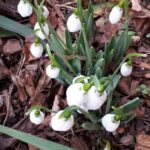 Catren de primăvară