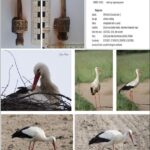 Migrația berzelor, detecția și arheologia – o poveste despre descoperiri neașteptate