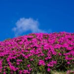 Sus, în Călimani: Bujorul de munte, în apogeul înfloririi